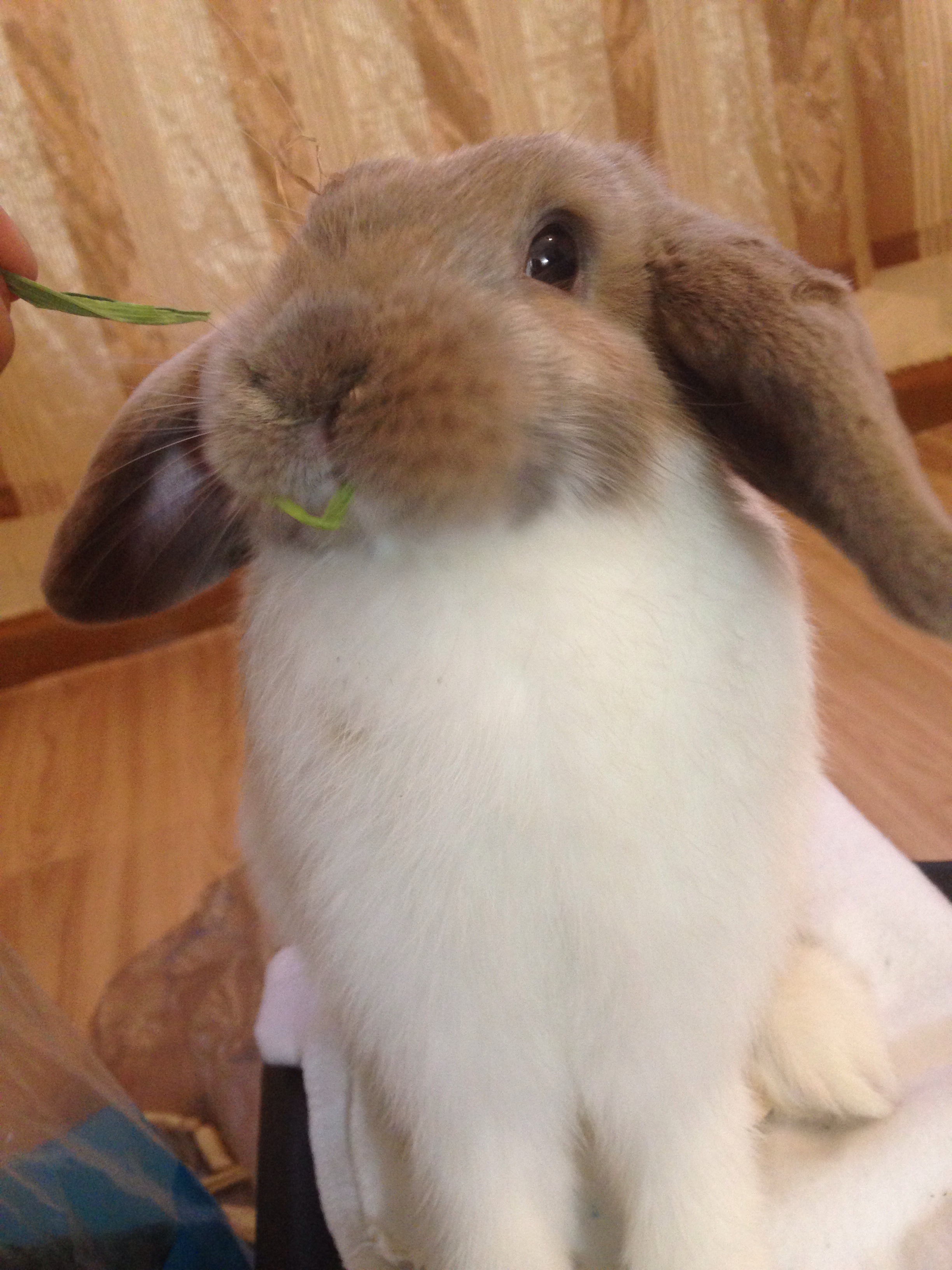 Weta looking at the camera