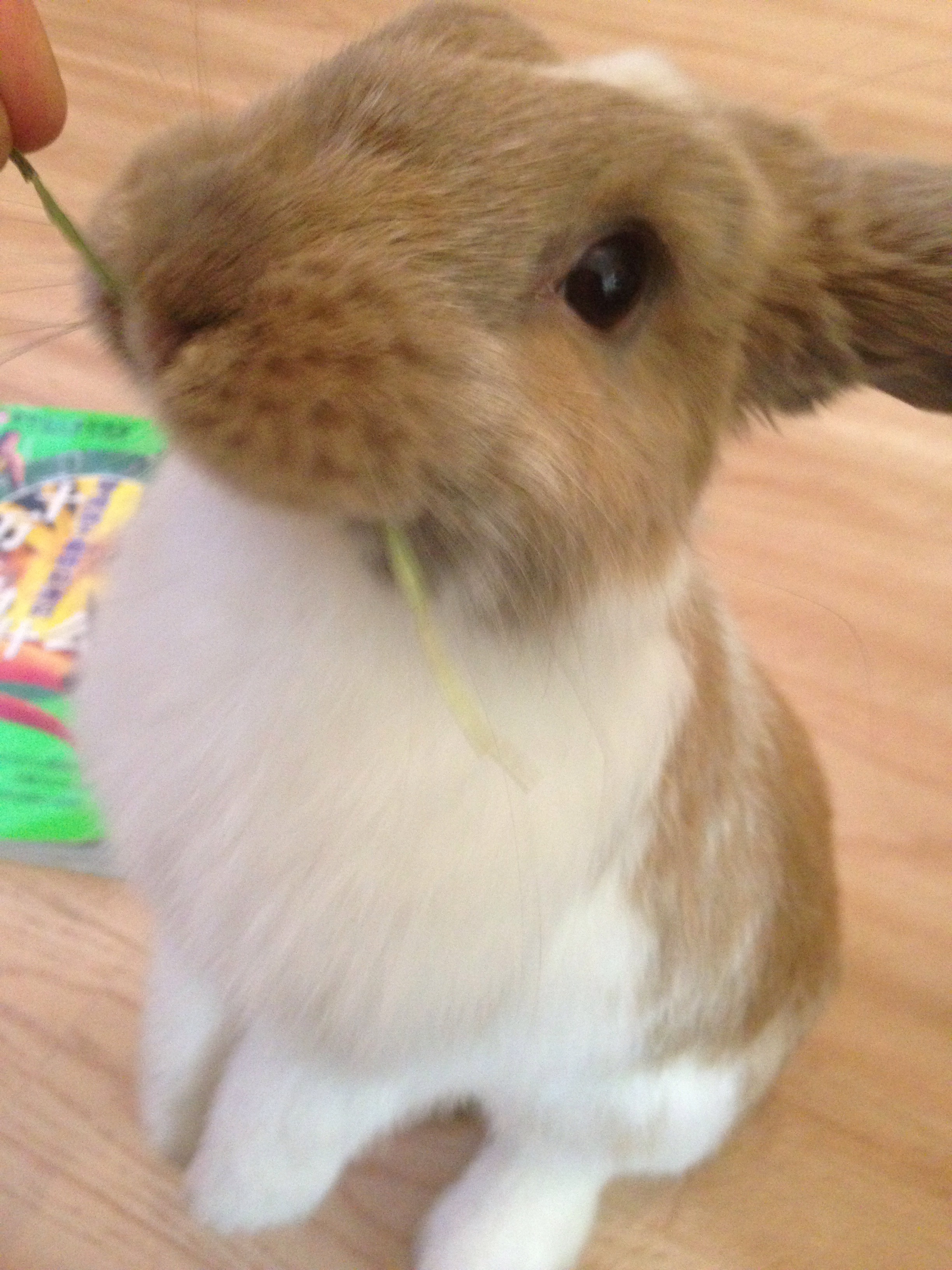 Weta resting peacefully