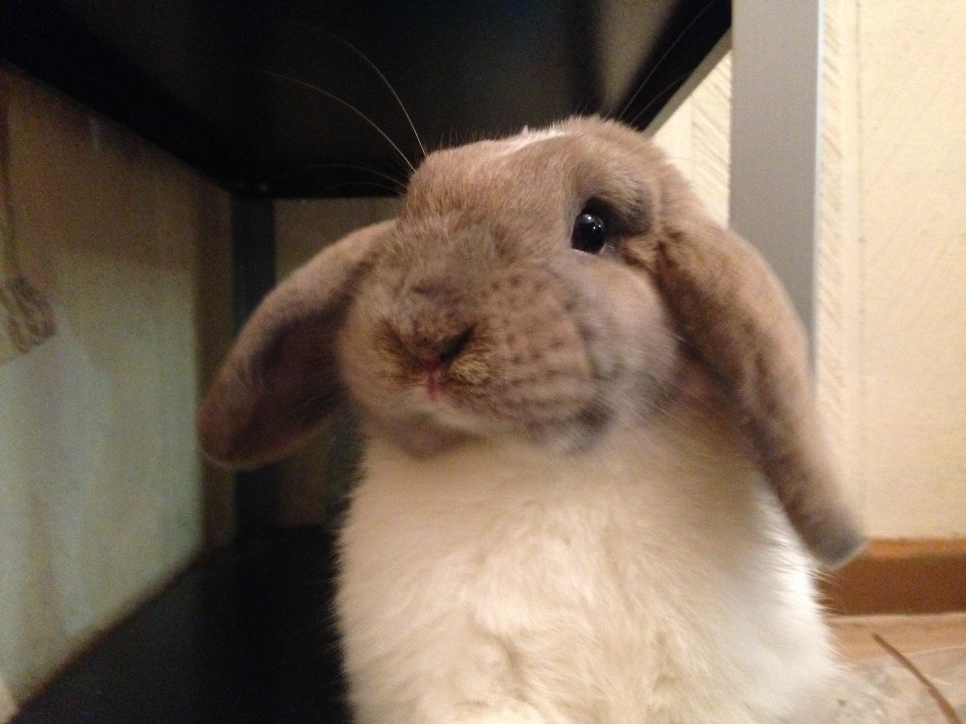 Weta relaxing comfortably