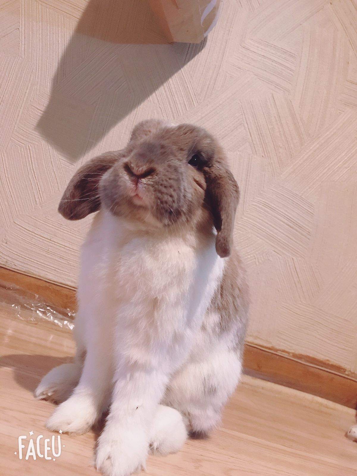 Weta, our beloved Holland Lop rabbit